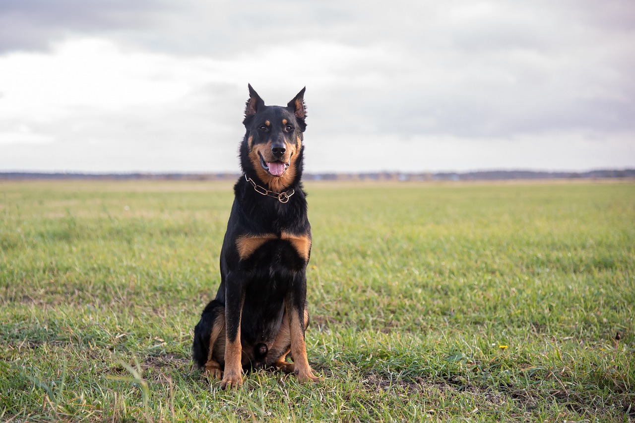 Understanding the Characteristics of the Beauceron